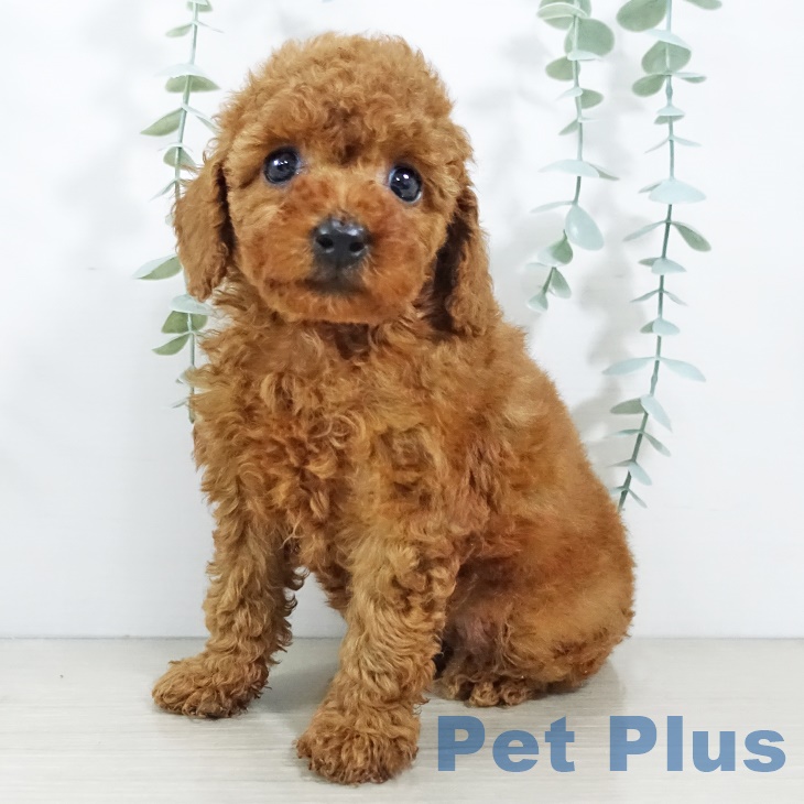 福島県のトイプードル(トイ) (ペットプラス福島店/2025年5月3日生まれ/女の子/レッド)の子犬