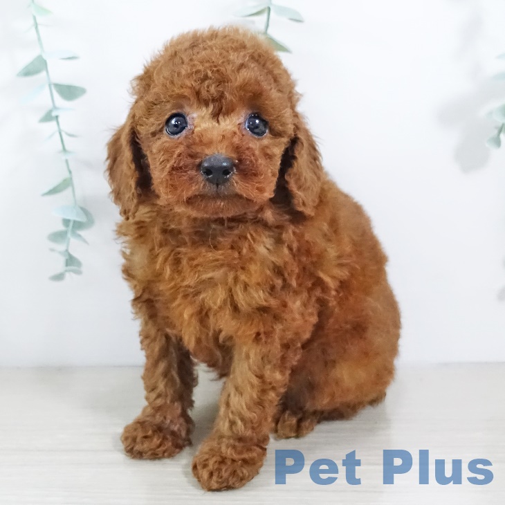 茨城県のトイプードル(トイ) (ペットプラスつくば店/2025年5月3日生まれ/女の子/レッド)の子犬の1枚目の画像