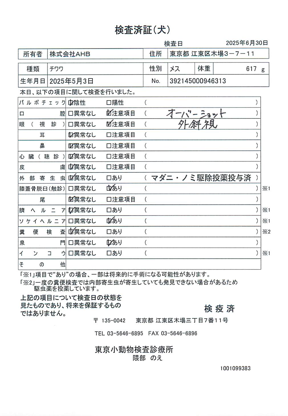 チワワ