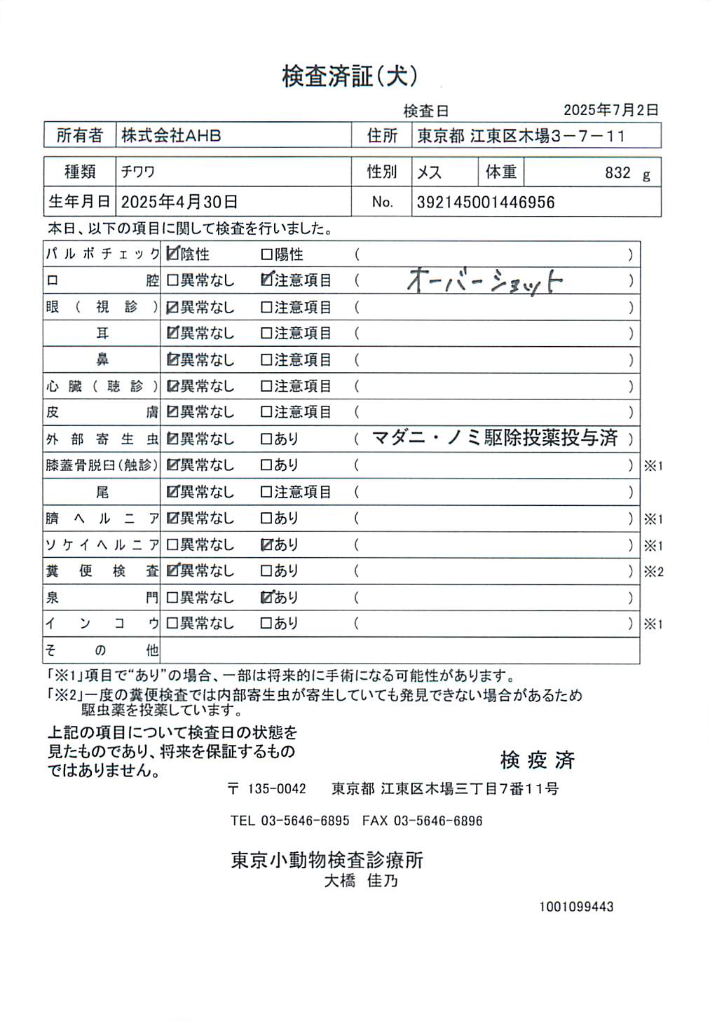 チワワ