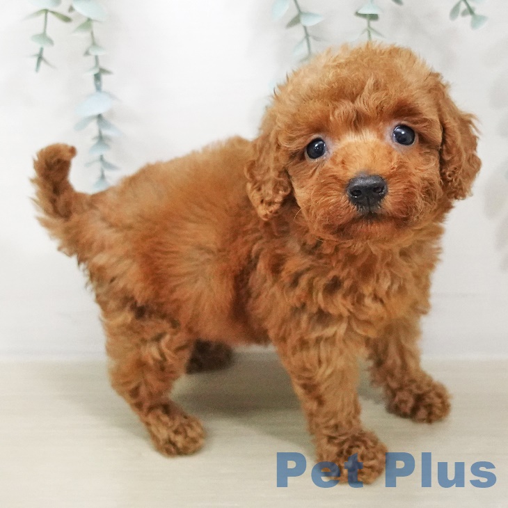茨城県のトイプードル(トイ) (ペットプラスつくば店/2025年5月4日生まれ/女の子/レッド)の子犬の2枚目の画像