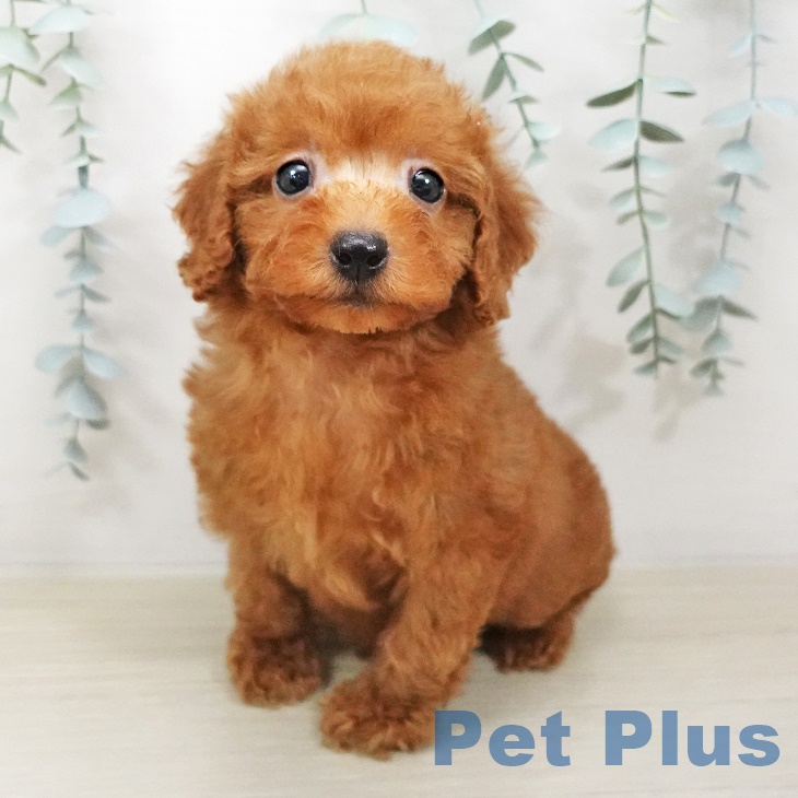 茨城県のトイプードル(トイ) (ペットプラスつくば店/2025年4月23日生まれ/男の子/レッド)の子犬の1枚目の画像