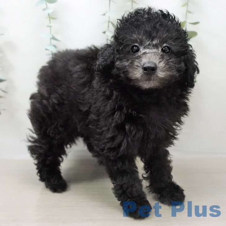 埼玉県のトイプードル(トイ) (ペットプラス羽生店/2025年5月5日生まれ/男の子/シルバー)の子犬の1枚目の画像