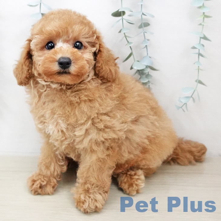 神奈川県のトイプードル(トイ) (ペットプラス天王町店/2025年5月6日生まれ/男の子/レッド)の子犬の1枚目の画像
