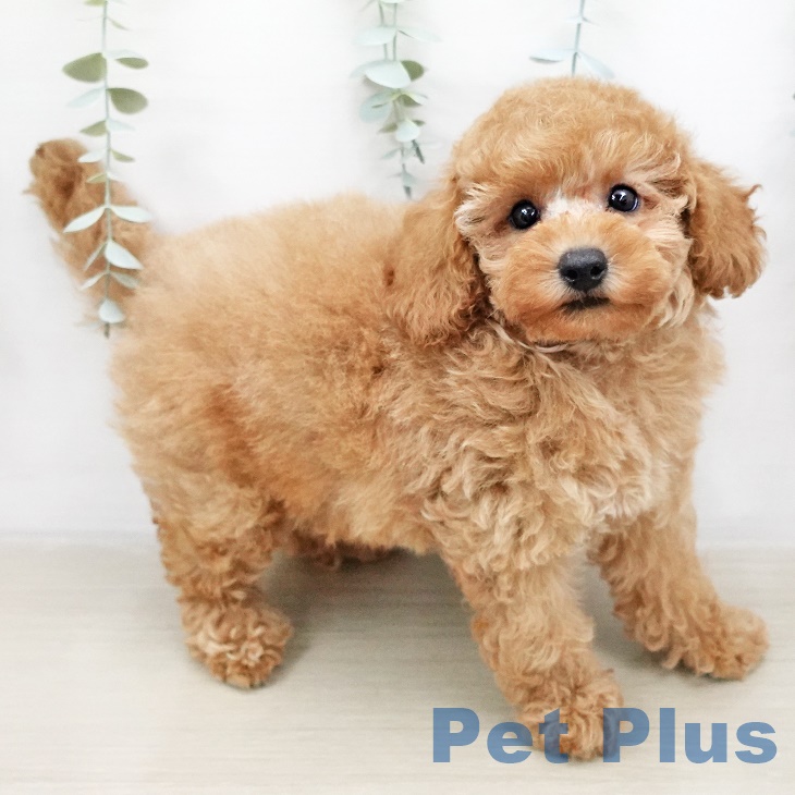 神奈川県のトイプードル(トイ) (ペットプラス天王町店/2025年5月6日生まれ/男の子/レッド)の子犬の2枚目の画像