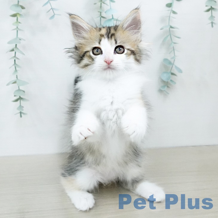 ノルウェージャンフォレストキャット