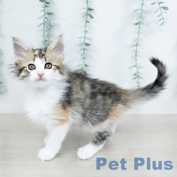 ノルウェージャンフォレストキャットの写真2