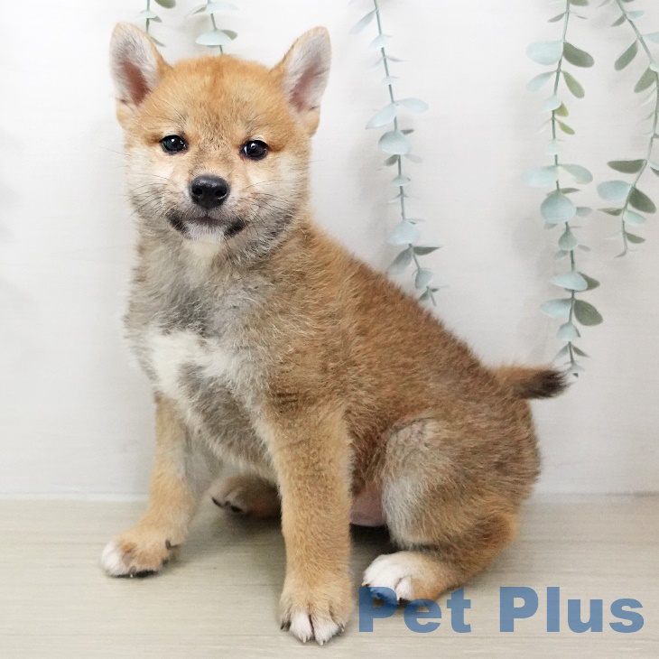 千葉県の柴犬(標準サイズ) (ペットプラス幕張新都心店/2025年5月7日生まれ/男の子/赤)の子犬