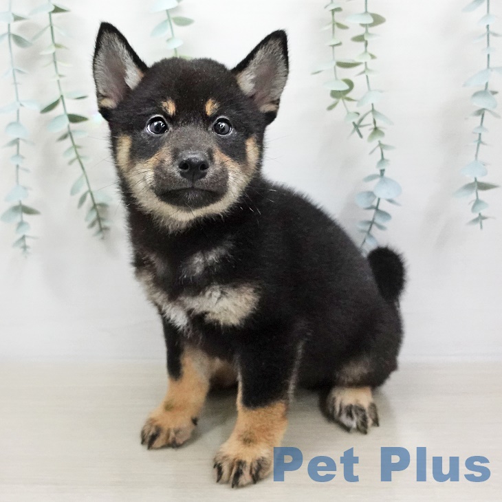 青森県の柴犬(標準サイズ) (ペットプラス青森浜田店/2025年5月7日生まれ/男の子/黒)の子犬の1枚目の画像