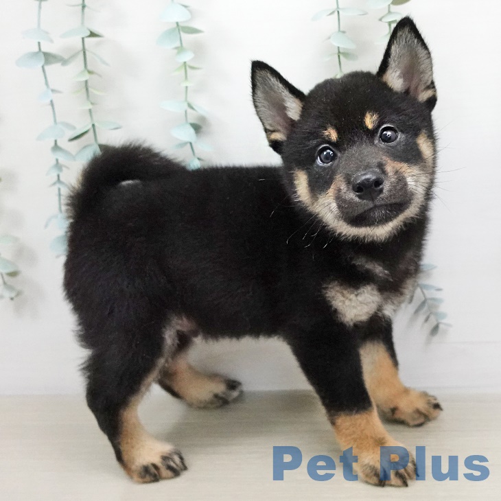 青森県の柴犬(標準サイズ) (ペットプラス青森浜田店/2025年5月7日生まれ/男の子/黒)の子犬の2枚目の画像