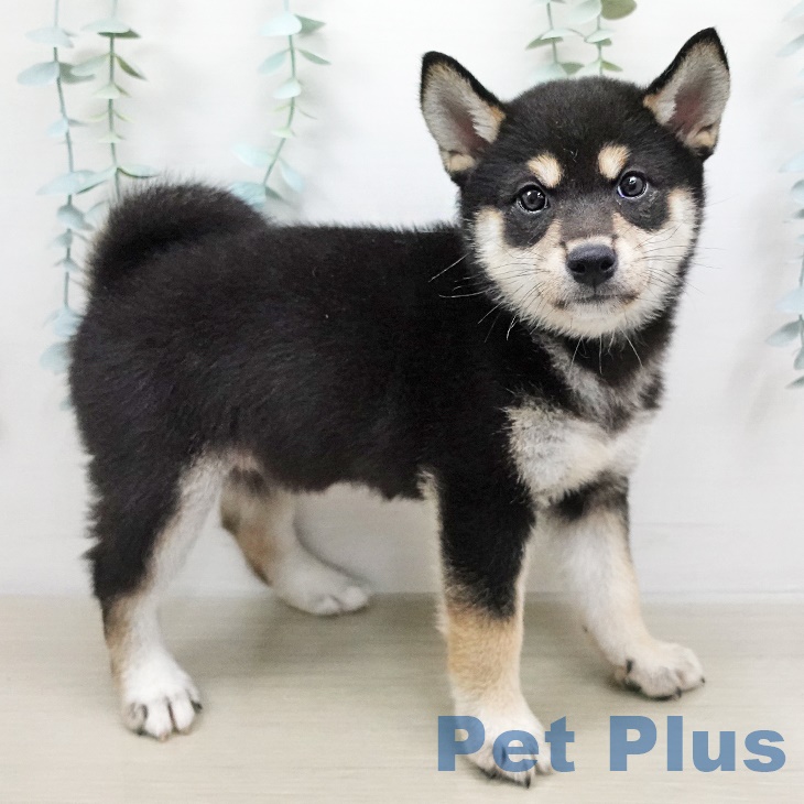 福島県の柴犬(標準サイズ) (ペットプラス福島店/2025年5月7日生まれ/女の子/黒)の子犬の2枚目の画像