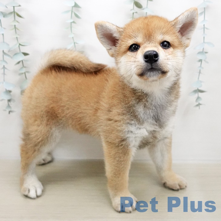 茨城県の柴犬(標準サイズ) (ペットプラス阿見店/2025年5月8日生まれ/女の子/赤)の子犬