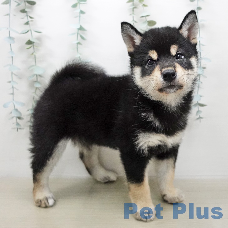 群馬県の柴犬(標準サイズ) (ペットプラスイオンモール太田店/2025年5月8日生まれ/女の子/黒)の子犬