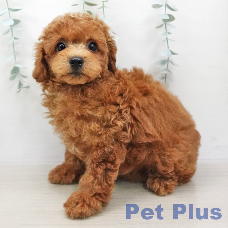 埼玉県のトイプードル(トイ) (ペットプラス八潮店/2025年5月5日生まれ/男の子/レッド)の子犬の1枚目の画像