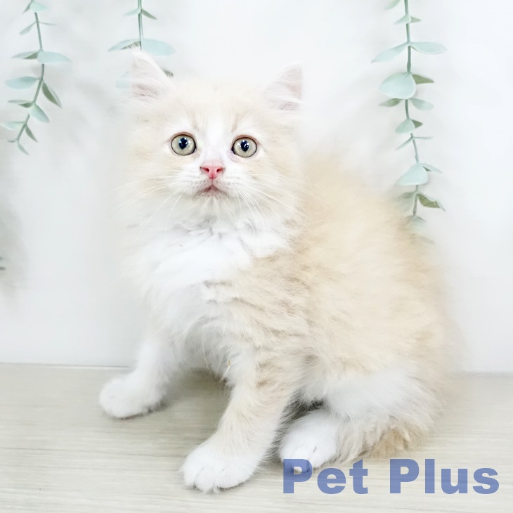 山形県のラガマフィン (ペットプラス天童店/2025年5月1日生まれ/男の子/クリームタビーホワイト)の子猫の1枚目の画像