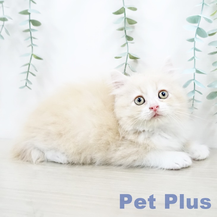 山形県のラガマフィン (ペットプラス天童店/2025年5月1日生まれ/男の子/クリームタビーホワイト)の子猫の2枚目の画像