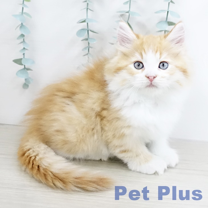 宮城県のラガマフィン (ペットプラス名取店/2025年5月4日生まれ/男の子/レッドタビーホワイト)の子猫