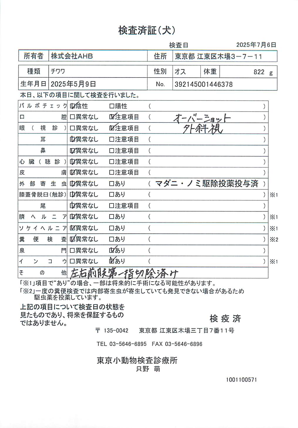 チワワ