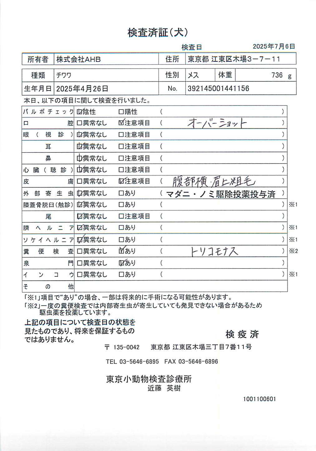 チワワ