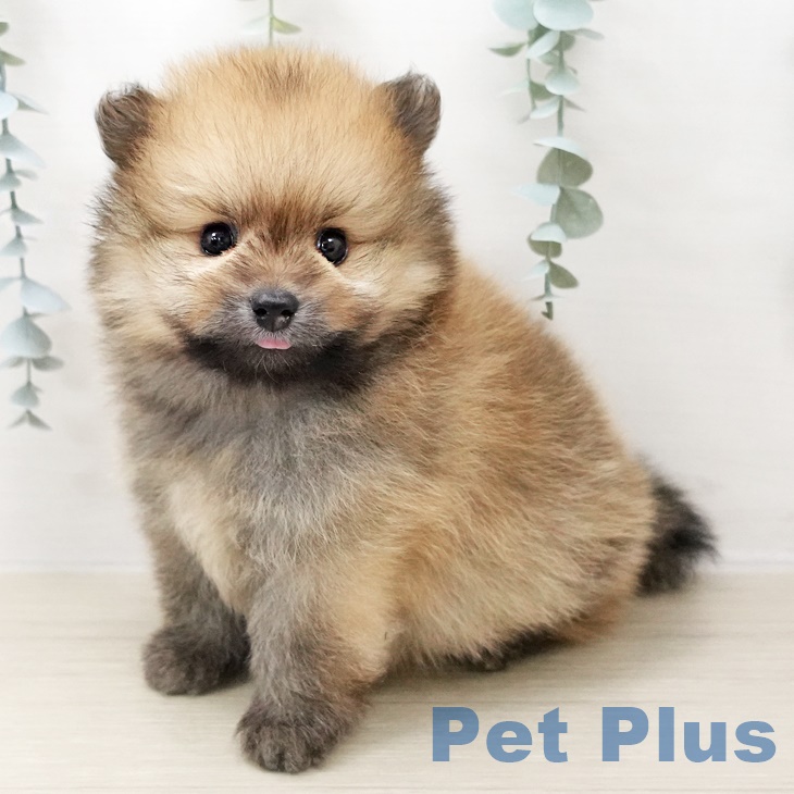 東京都のポメラニアン (ペットプラス南砂町SUNAMO店/2025年5月10日生まれ/男の子/オレンジ)の子犬の2枚目の画像