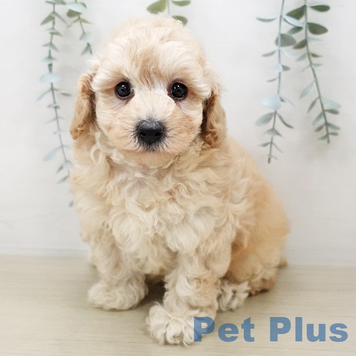 埼玉県のトイプードル(トイ) (ペットプラス新座店/2025年5月9日生まれ/男の子/クリーム)の子犬の2枚目の画像