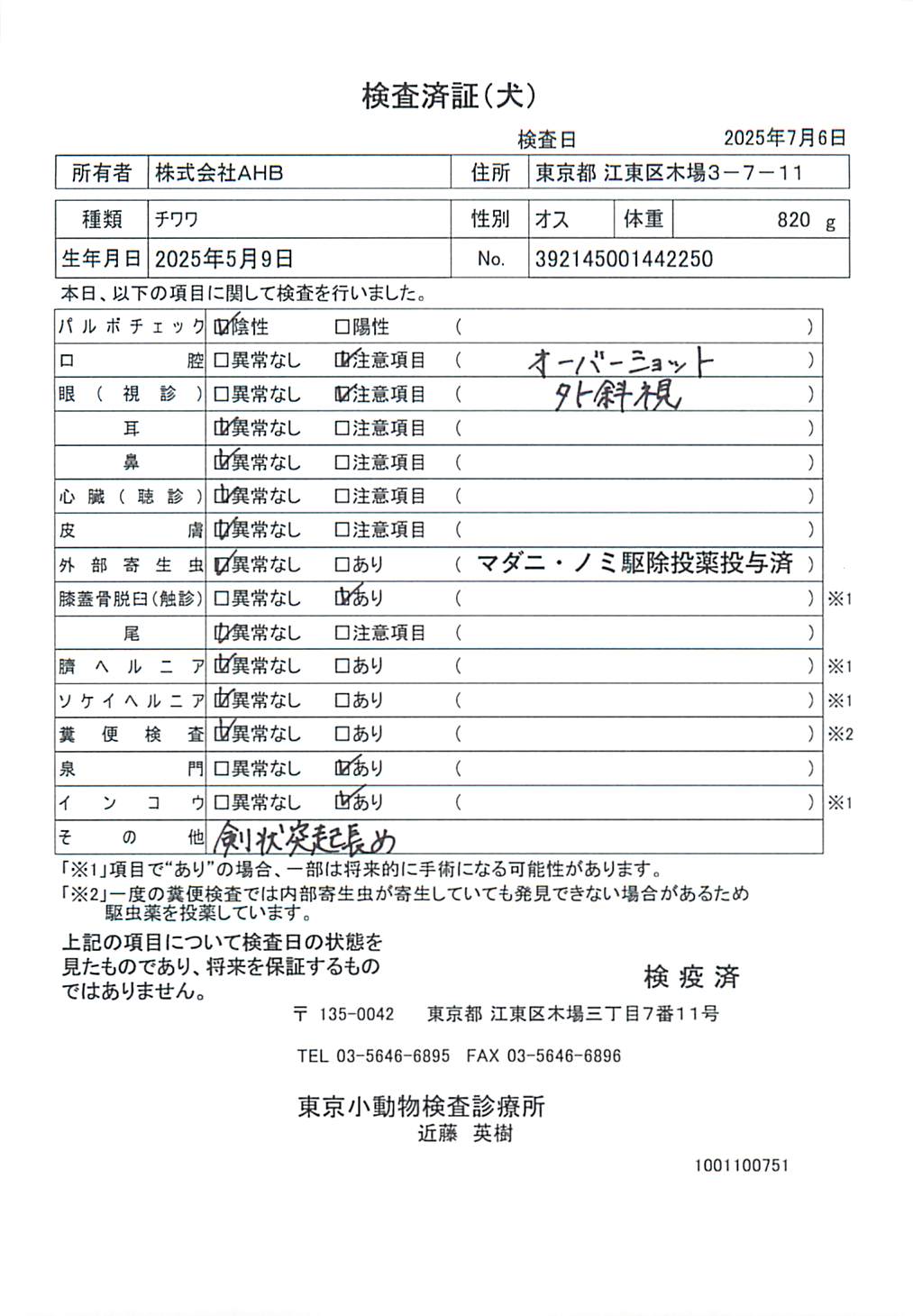 チワワ