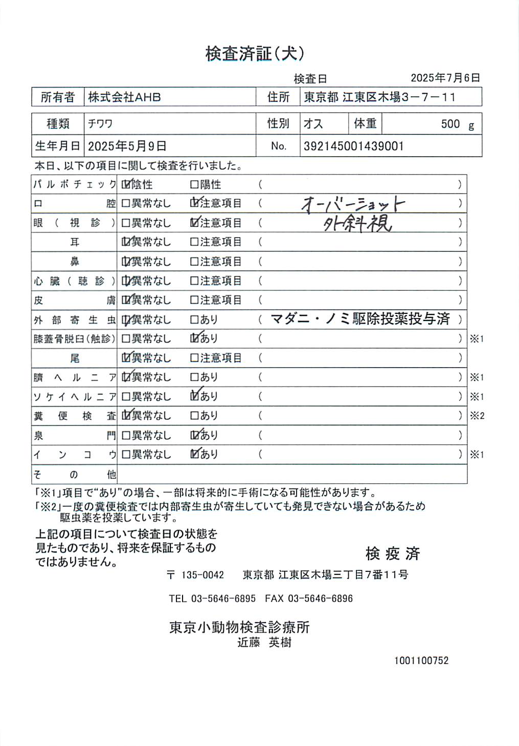 チワワ