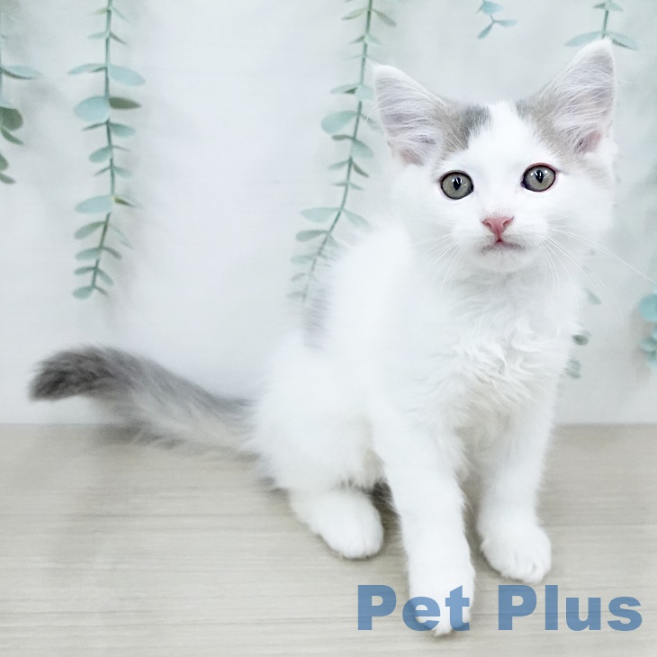 ノルウェージャンフォレストキャット
