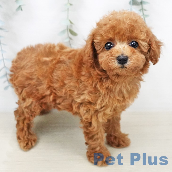 埼玉県のトイプードル(トイ) (ペットプラス羽生店/2025年5月11日生まれ/女の子/レッド)の子犬