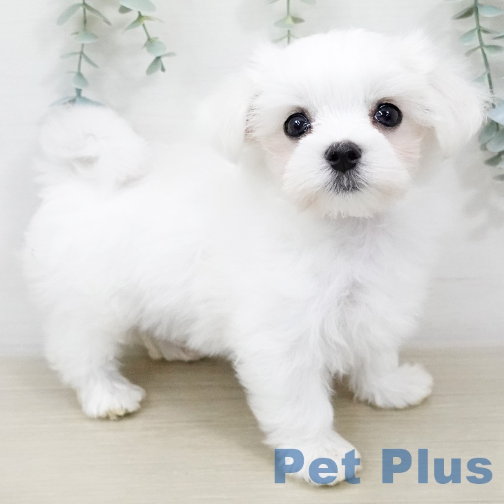 埼玉県のマルチーズ (ペットプラスコクーンシティ店/2025年5月10日生まれ/男の子/ホワイト)の子犬