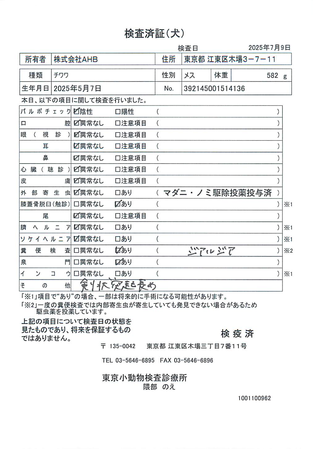 チワワ