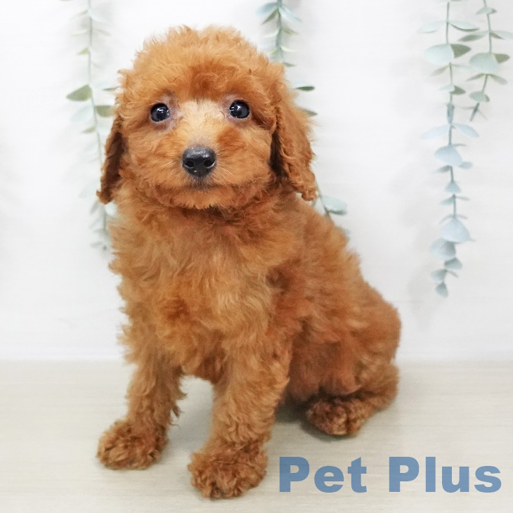 東京都のトイプードル(トイ) (ペットプラス東久留米店/2025年4月23日生まれ/女の子/レッド)の子犬の1枚目の画像