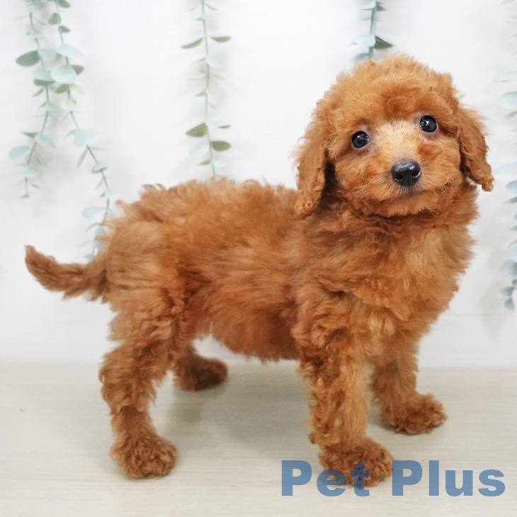 東京都のトイプードル(トイ) (ペットプラス東久留米店/2025年4月23日生まれ/女の子/レッド)の子犬の2枚目の画像
