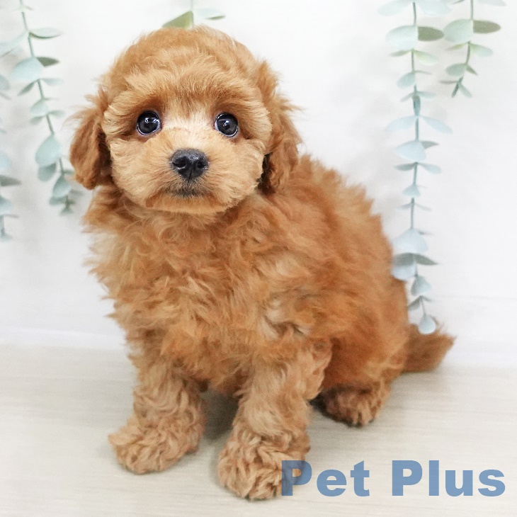 長野県のトイプードル(トイ) (ペットプラス松本店/2025年5月12日生まれ/男の子/レッド)の子犬の1枚目の画像