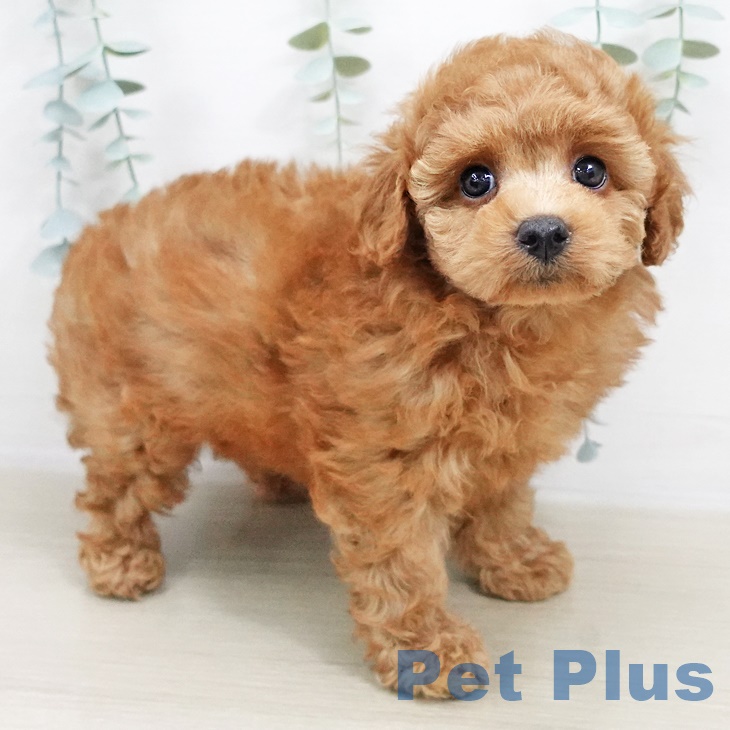 長野県のトイプードル(トイ) (ペットプラス松本店/2025年5月12日生まれ/男の子/レッド)の子犬の2枚目の画像