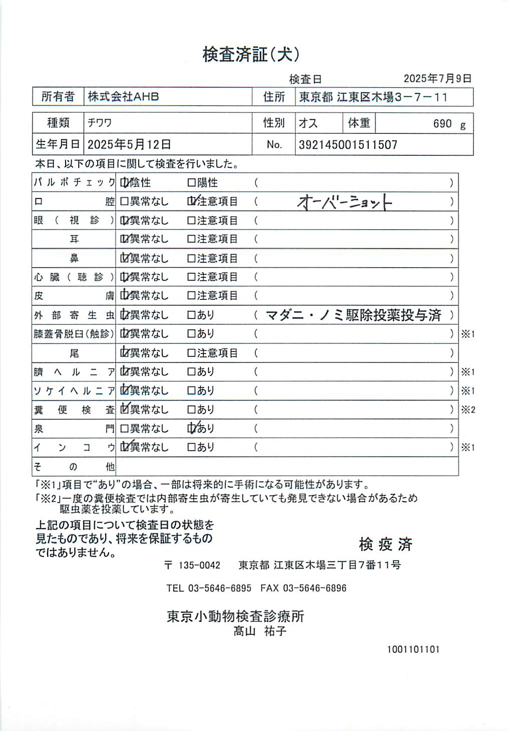 チワワ