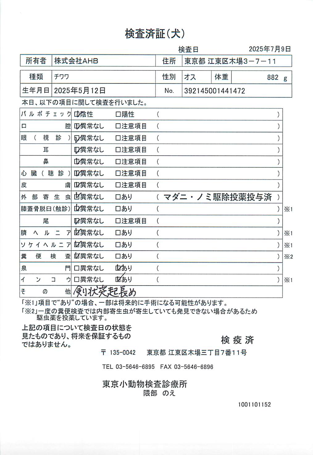 チワワ