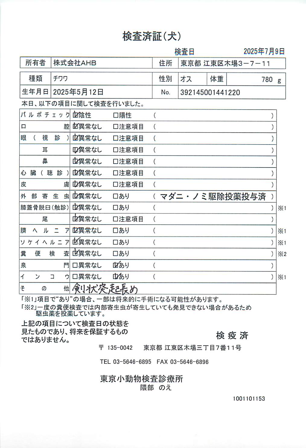 チワワ