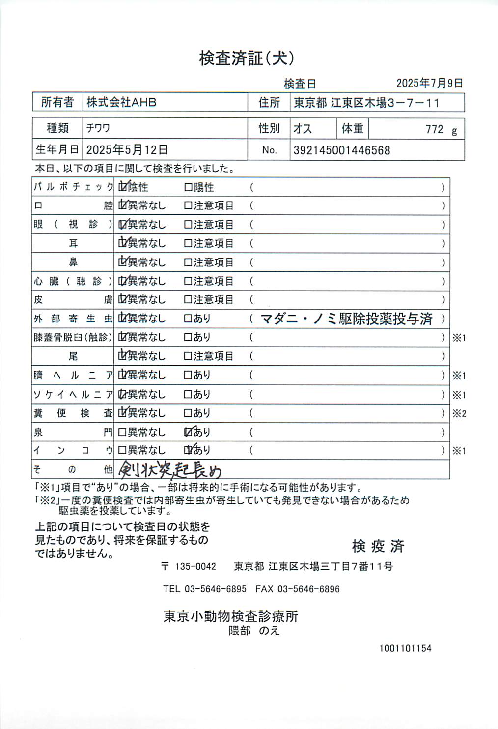 チワワ