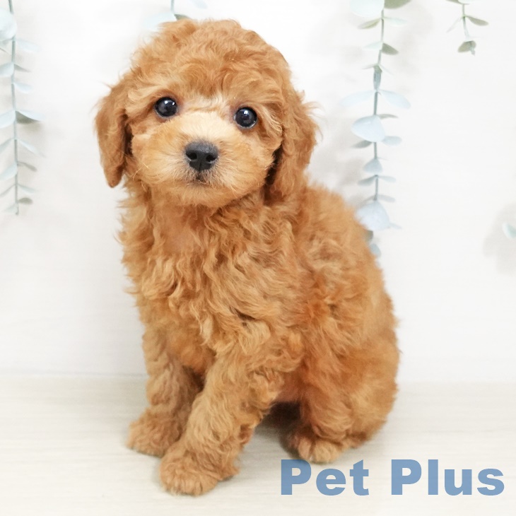 長野県のトイプードル(トイ) (ペットプラス松本店/2025年5月11日生まれ/男の子/レッド)の子犬の1枚目の画像