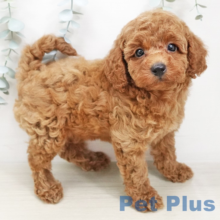 東京都のトイプードル(トイ) (ペットプラスむさし村山店/2025年5月9日生まれ/男の子/レッド)の子犬の1枚目の画像