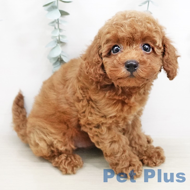 東京都のトイプードル(トイ) (ペットプラス日の出店/2025年5月9日生まれ/男の子/レッド)の子犬の1枚目の画像