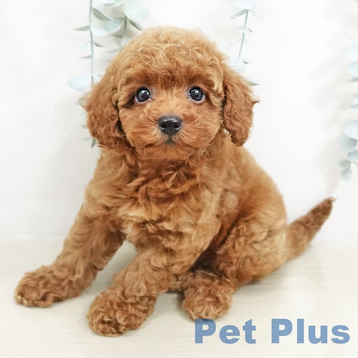 東京都のトイプードル(トイ) (ペットプラス日の出店/2025年5月9日生まれ/男の子/レッド)の子犬の2枚目の画像