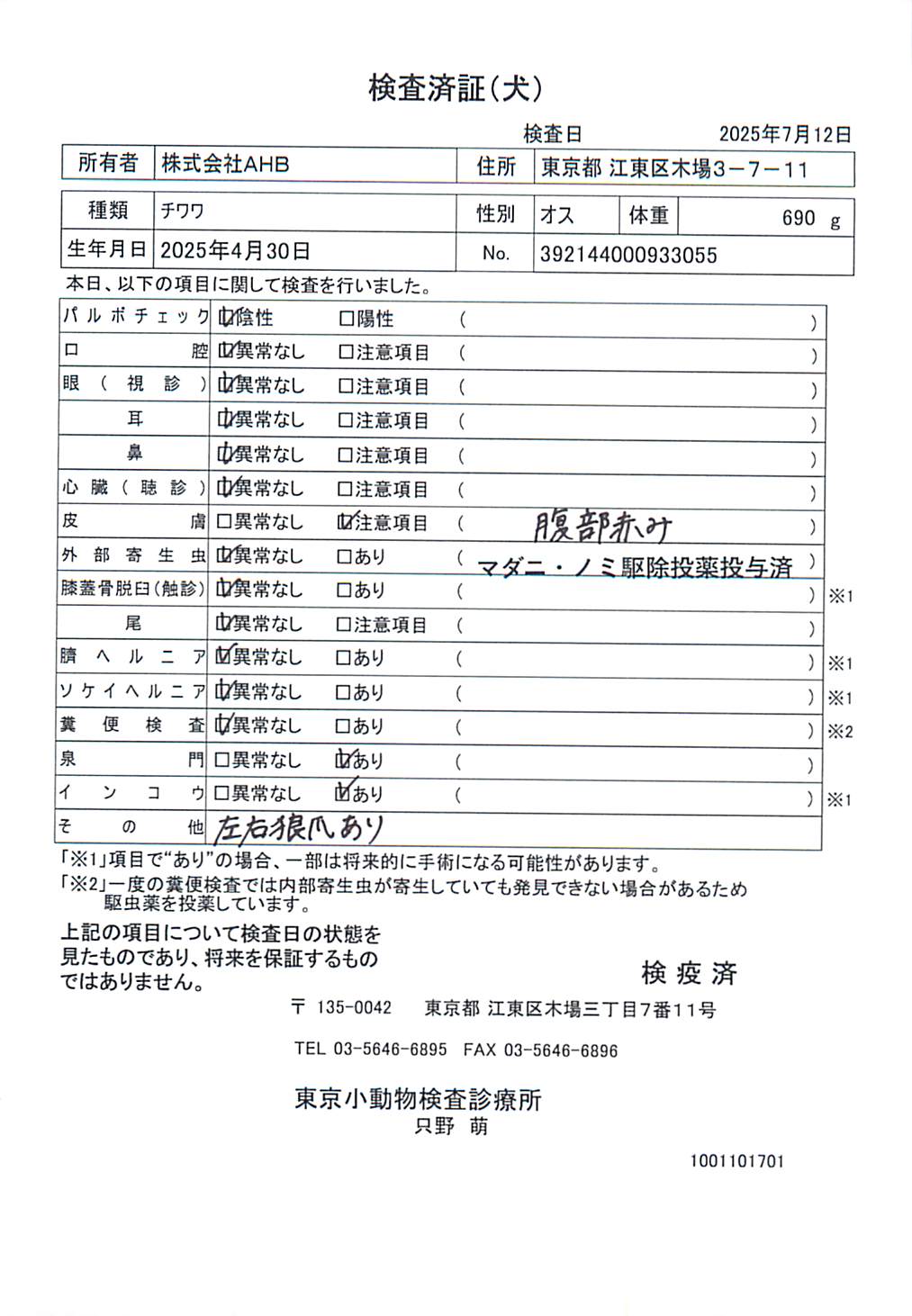 チワワ