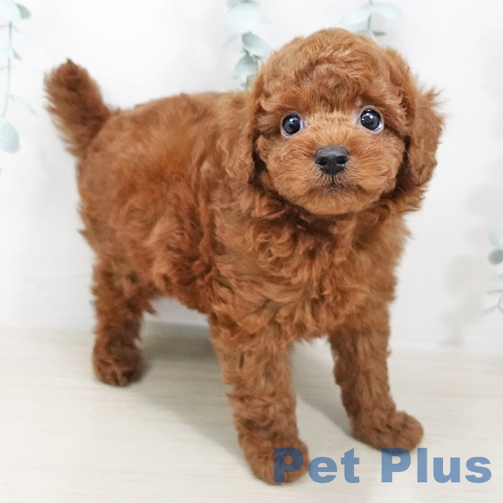 茨城県のトイプードル(トイ) (ペットプラスつくば店/2025年5月16日生まれ/男の子/レッド)の子犬の1枚目の画像