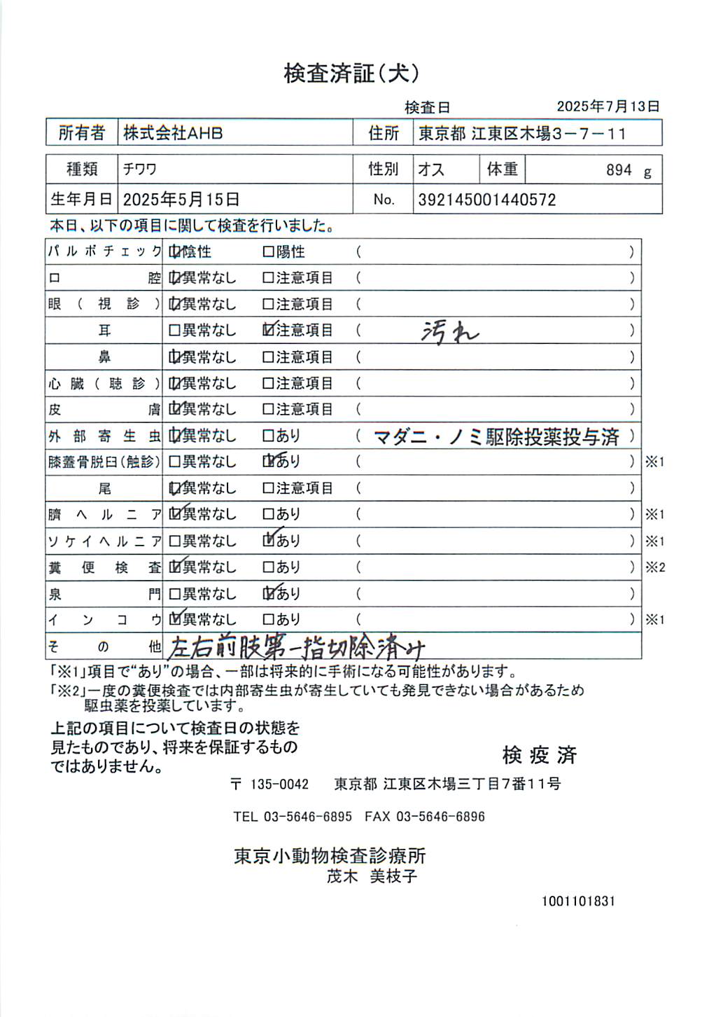 チワワ