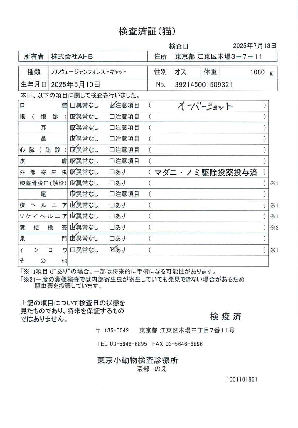ノルウェージャンフォレストキャット