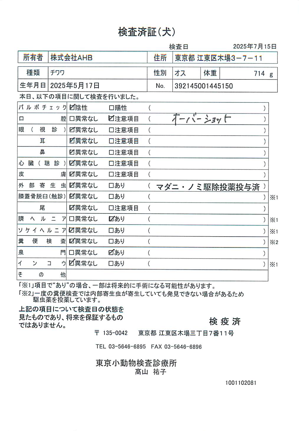 チワワ