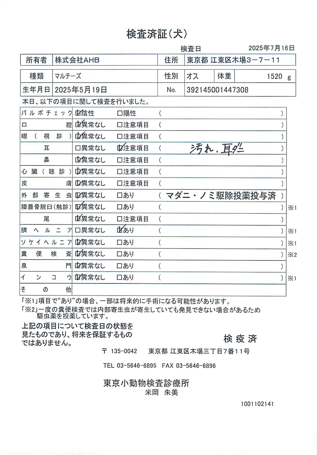 マルチーズ