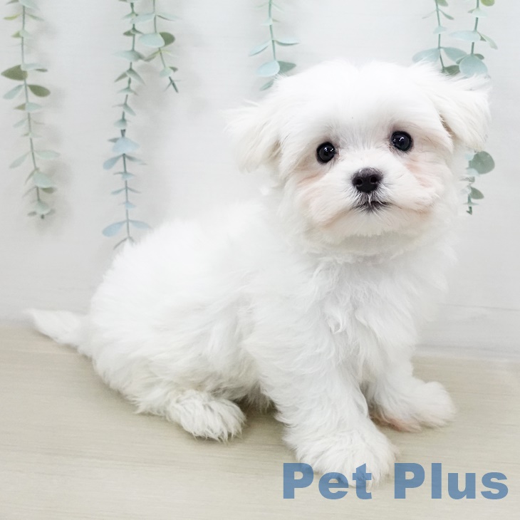 埼玉県のマルチーズ (ペットプラス新座店/2025年5月19日生まれ/男の子/ホワイト)の子犬の1枚目の画像